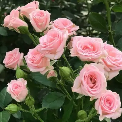 Роза КЛАССИК ЛИДИЯ спрей в Полоцке