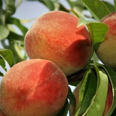 Персик ВУЛКАН в Полоцке