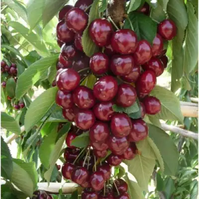 Вишня КОРОЛЕВА колонновидная в Полоцке