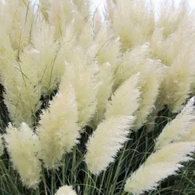 Кортадерия белая (пампасная трава) в Полоцке