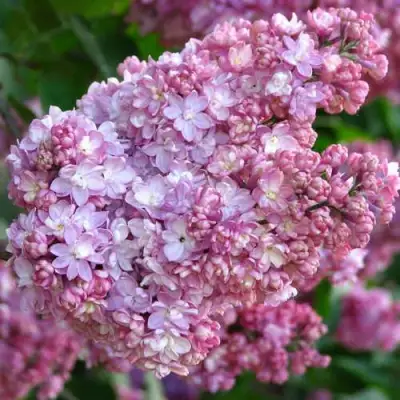 Сирень ПАМЯТЬ О ВЕХОВЕ в Полоцке