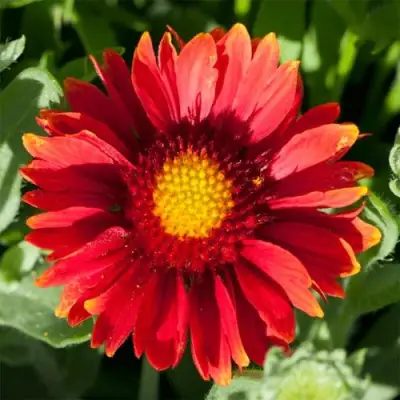 Гайлардия АРИЗОНА РЕД ШЕЙДС в Полоцке