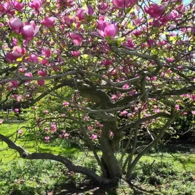 Магнолия СУЛАНЖА в Полоцке