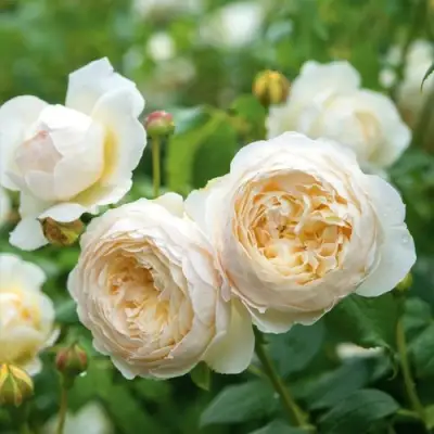 Роза КЛЭР ОСТИН английская в Полоцке