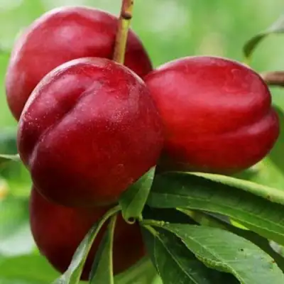 Нектарин КРЫМЧАНИН в Полоцке