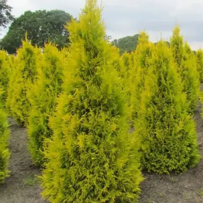 Туя САНКИСТ западная в Полоцке