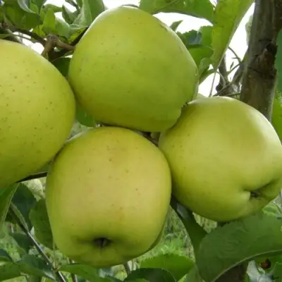 Яблоня КОШТЕЛЯ в Полоцке