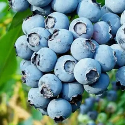 Голубика БРИГИТТА БЛЮ в Полоцке