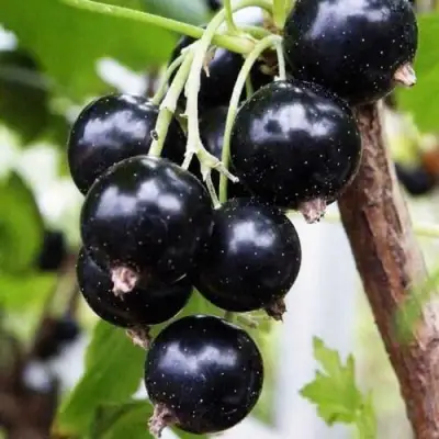 Смородина чёрная ДЕЛИКАТЕСНАЯ в Полоцке