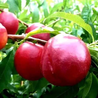 Нектарин ХАРКО в Полоцке