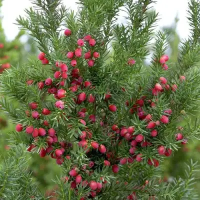 Тис ХИКСИ средний в Полоцке