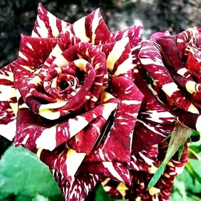 Роза ФОКУС ПОКУС флорибунда в Полоцке