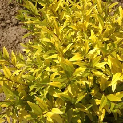 Бирючина АУРЕА обыкновенная в Полоцке