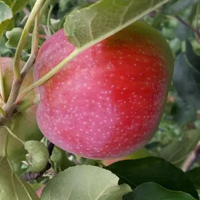 Яблоня АЛЬВА в Полоцке