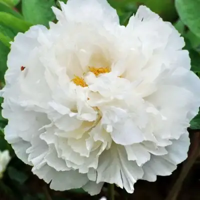 Пион БЕЛЫЙ СНЕГ древовидный в Полоцке