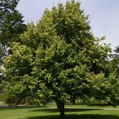 Липа сердцевидная в Полоцке