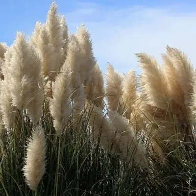 Кортадерия белая (пампасная трава) в Полоцке