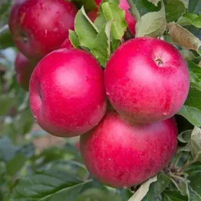 Яблоня РОЖДЕСТВЕНСКОЕ в Полоцке