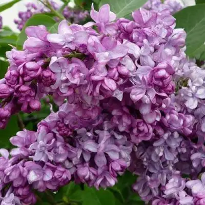 Сирень ГЕНЕРАЛ ПЕРШИНГ в Полоцке