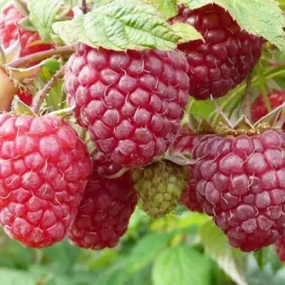 Малина ПОЛЬКА (ПОЛКА) в Полоцке