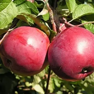 Яблоня ДАРУНАК в Полоцке