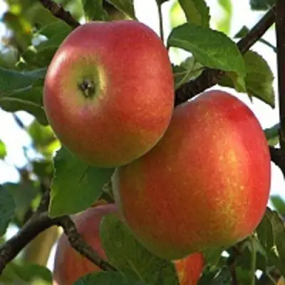 Яблоня ПЕРСИКОВАЯ в Полоцке
