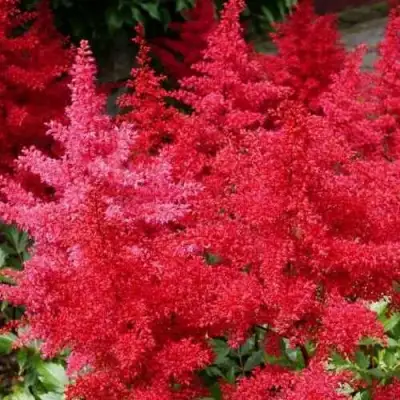 Астильба ЭТНА Арендса в Полоцке