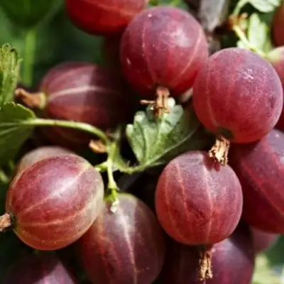 Крыжовник ХИННОМАКИ РОТ в Полоцке