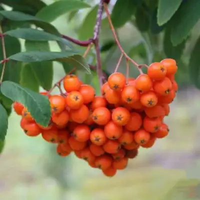 Рябина ВЕФЕД сладкоплодная в Полоцке