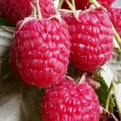 Малина ГЕРАКЛ в Полоцке