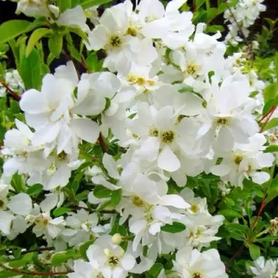 Экзохорда ЗЕ БРАЙД в Полоцке