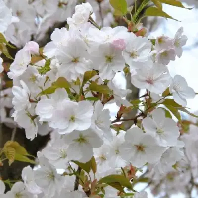 Сакура САНСЕТ БУЛЕВАРД в Полоцке