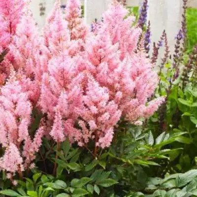 Астильба ЛУК ЭТ МИ японская в Полоцке