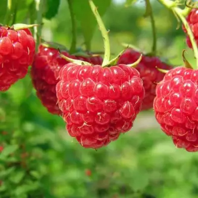 Малина ПРОСТО ПРЕЛЕСТЬ (СТОЛЕШНИК) в Полоцке