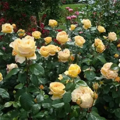 Роза КЕНДЛАЙТ чайно-гибридная в Полоцке