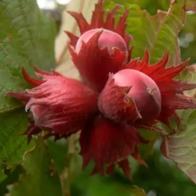 Фундук МОСКОВСКИЙ РУБИН в Полоцке