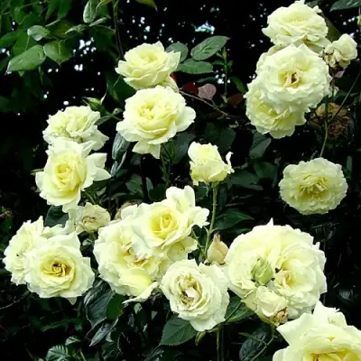 Роза ЭЛЬФ плетистая в Полоцке