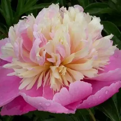 Пион ВЕСЕННЯЯ ПАЛИТРА травянистый в Полоцке