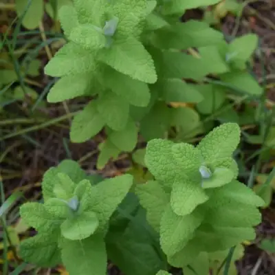 Мята АПФЕЛМИНЦЕ в Полоцке