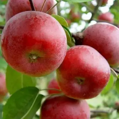 Яблоня АНТЕЙ в Полоцке