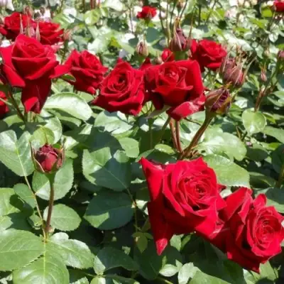 Роза ЭКСПЛОРЕР чайно-гибридная в Полоцке