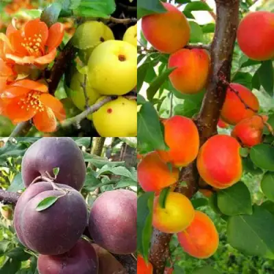 Комплект САД ДЛЯ ГУРМАНА в Полоцке