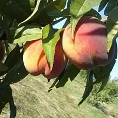 Персик СОФГАФЕН в Полоцке