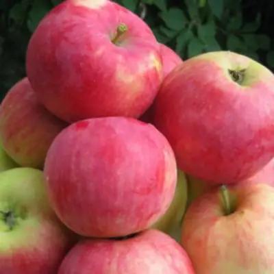 Яблоня НОРИС в Полоцке