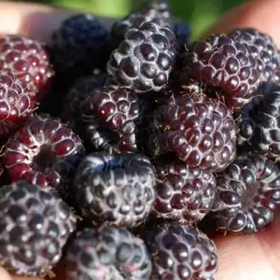 Малина БРИСТОЛЬ в Полоцке