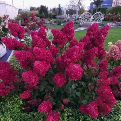 гортензия Самарская лидия