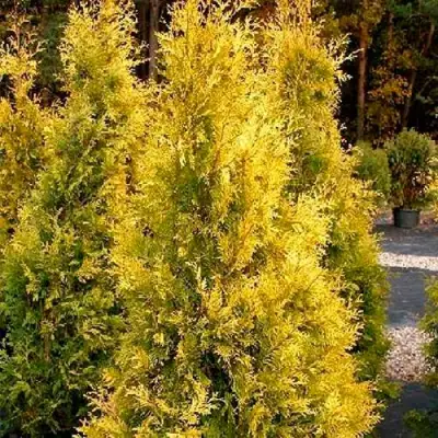 Туя ЕВРОПА ГОЛД западная в Полоцке