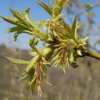 Клен ясенелистный в Полоцке