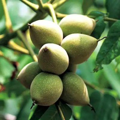 Орех МАНЬЧЖУРСКИЙ в Полоцке