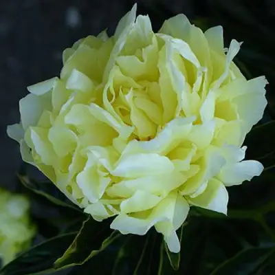 Пион ЗОЛОТАЯ КОЛЕСНИЦА травянистый в Полоцке